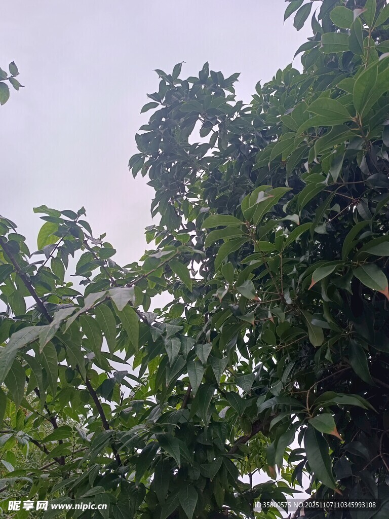 繁茂绿树 