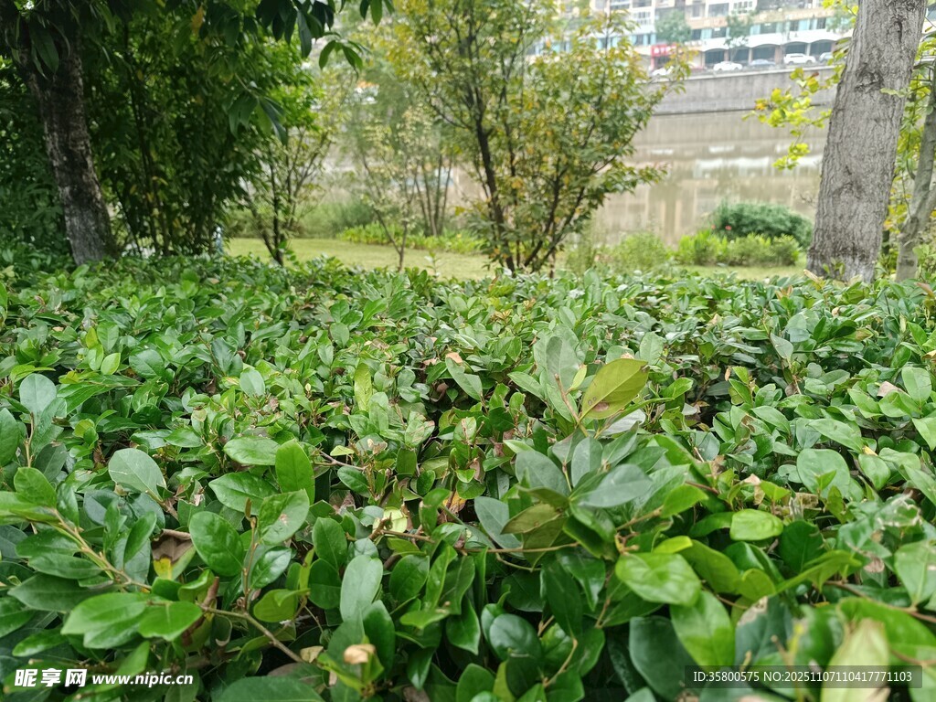 绿意盎然的植物景观