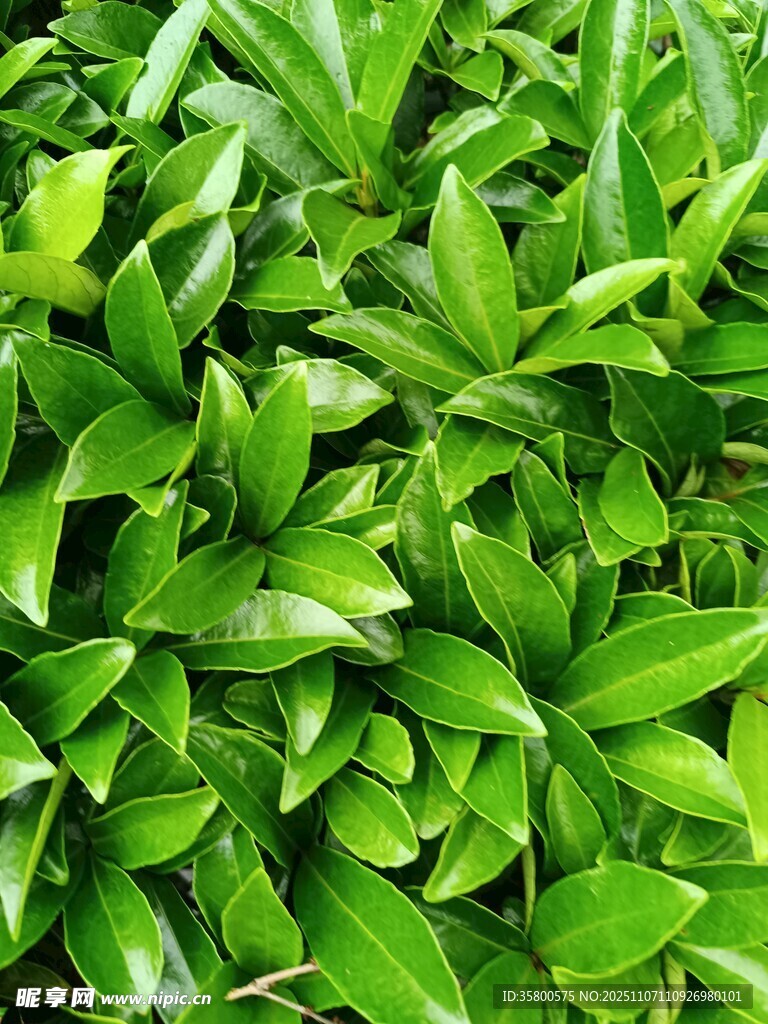 翠绿繁茂的叶片景观