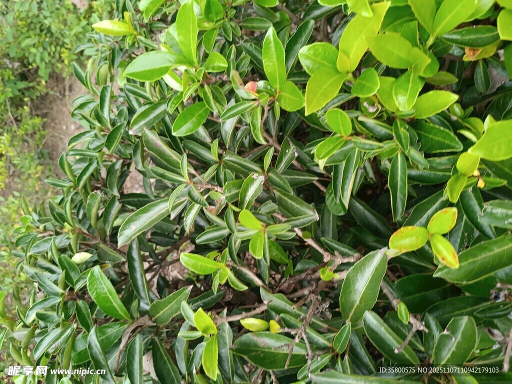 绿叶繁茂的植物景观