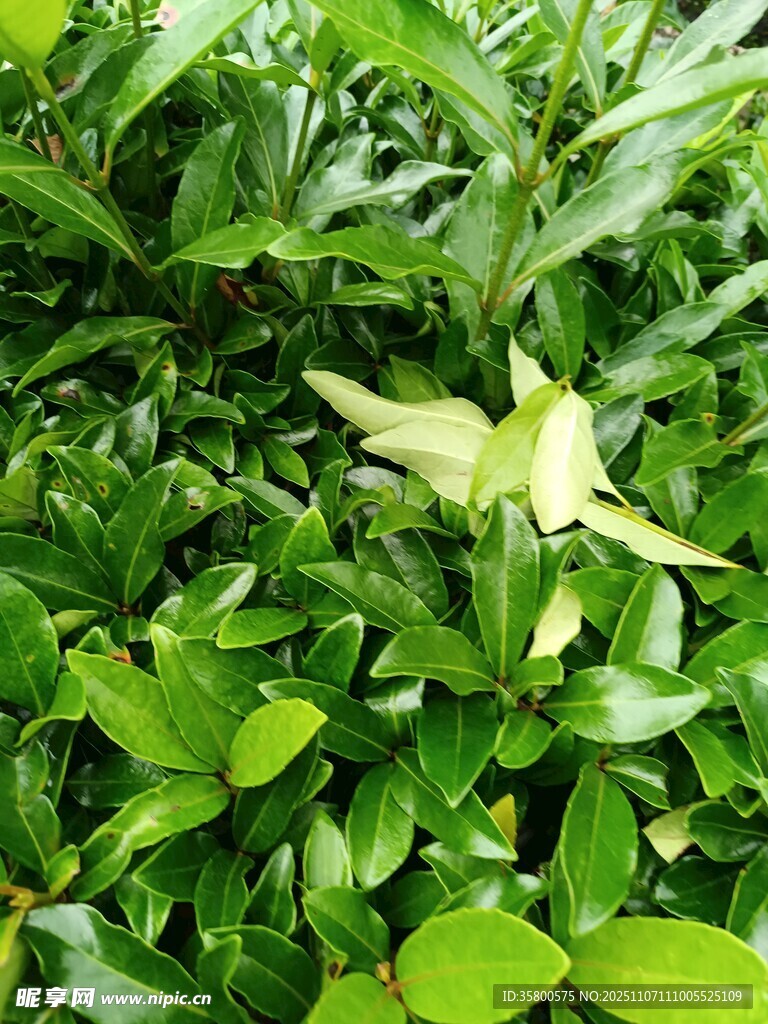 绿叶丛中的淡黄花朵