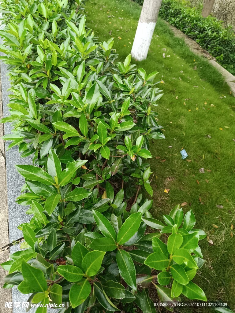 路边翠绿繁茂的灌木丛