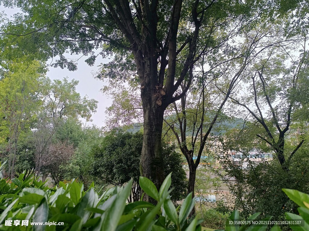 绿意盎然的自然树林景观