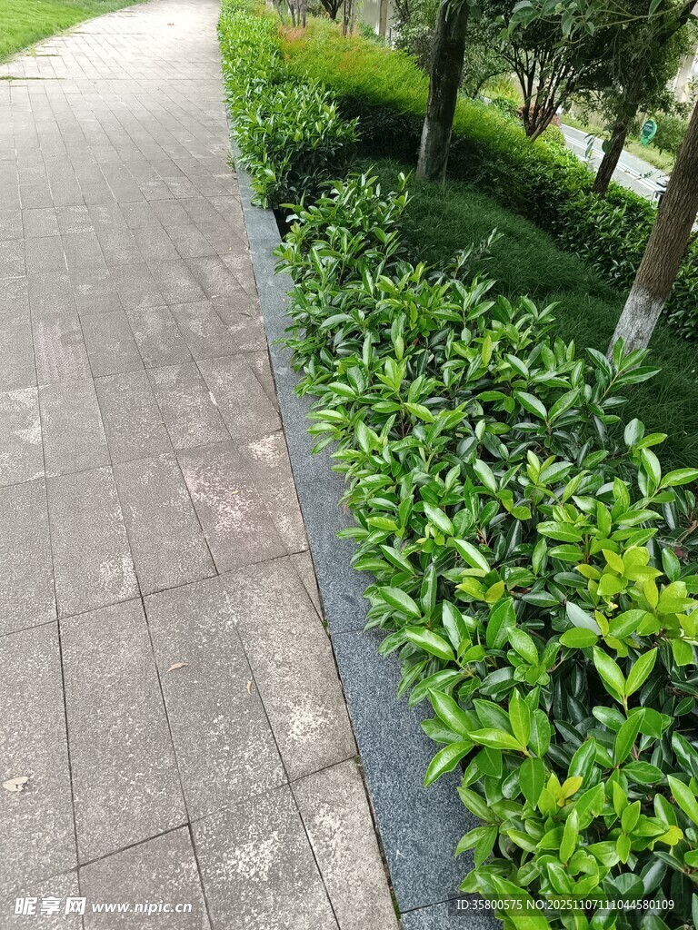 路边绿植景观