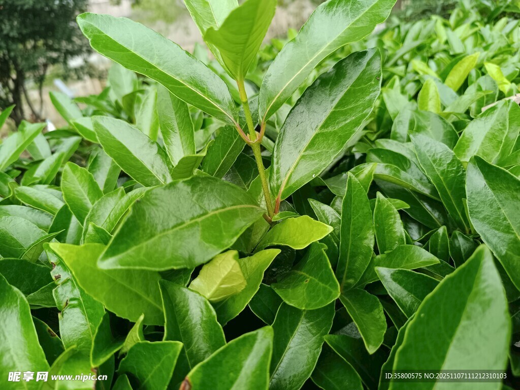 翠绿繁茂的植物叶片