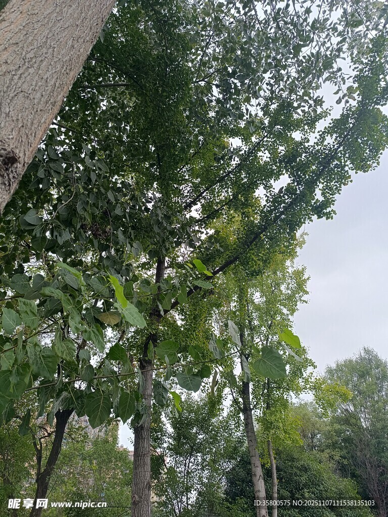 仰视茂密树林绿意盎然