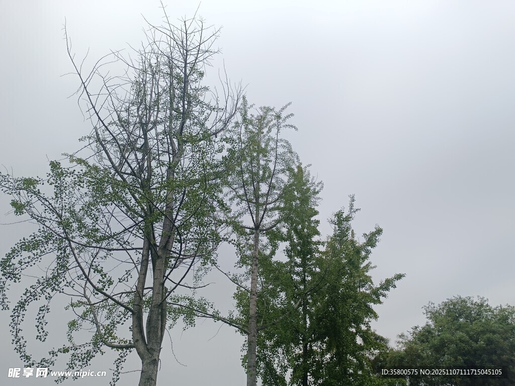 枯树与绿树对比景象