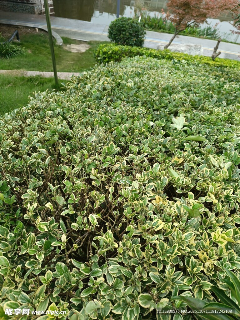 绿叶繁茂的植物景观