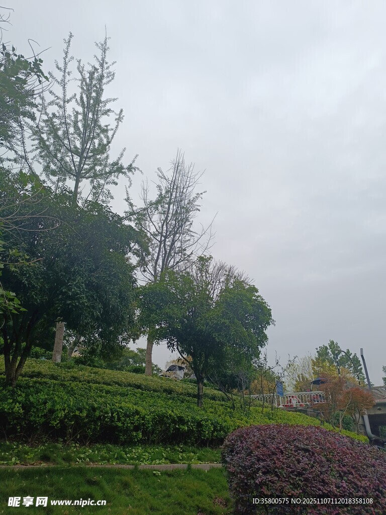 阴天中的园林绿植景观