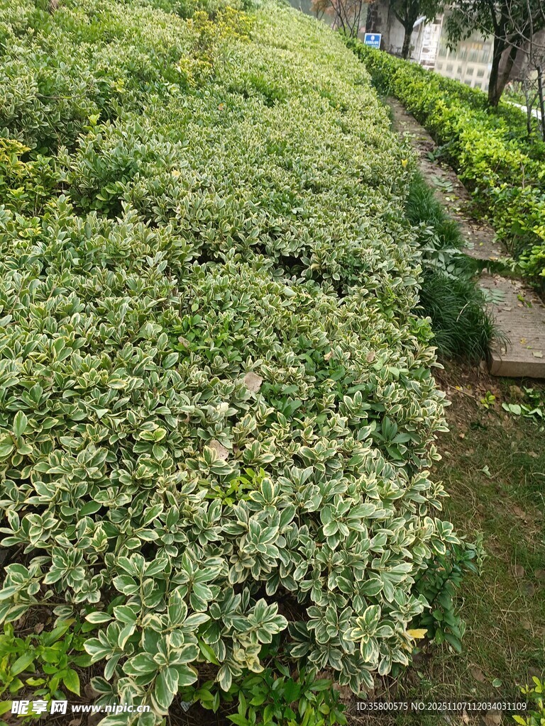 绿意盎然的步道植物景观