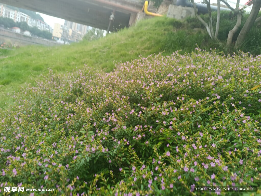 绿意盎然的低矮花草景观