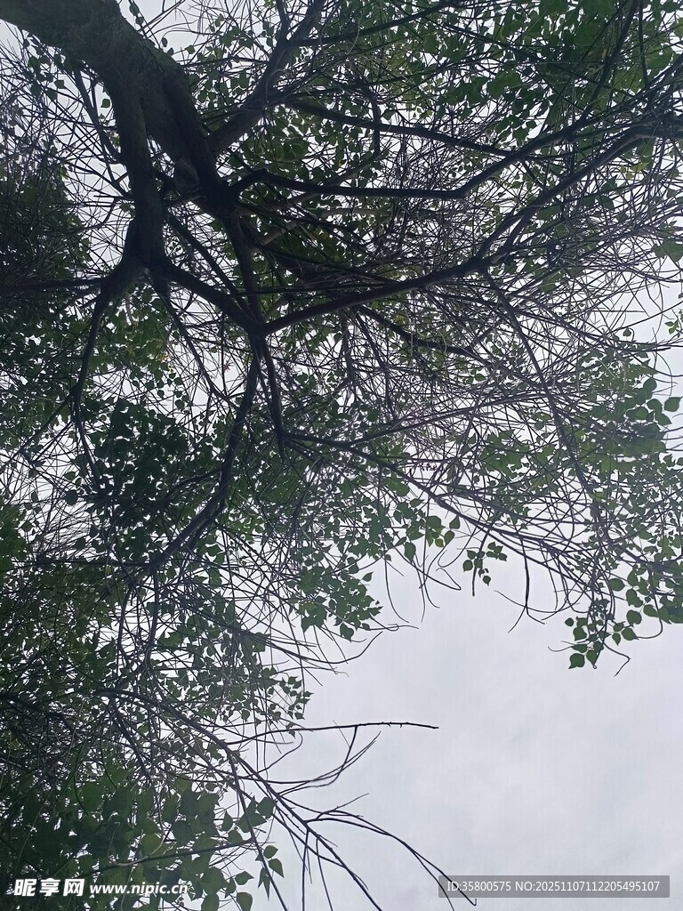 仰视繁茂树枝与天空