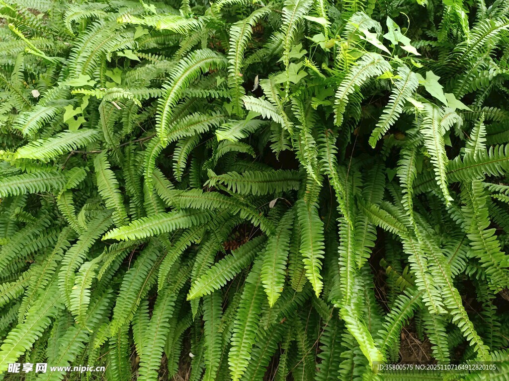 翠绿蕨类植物特写