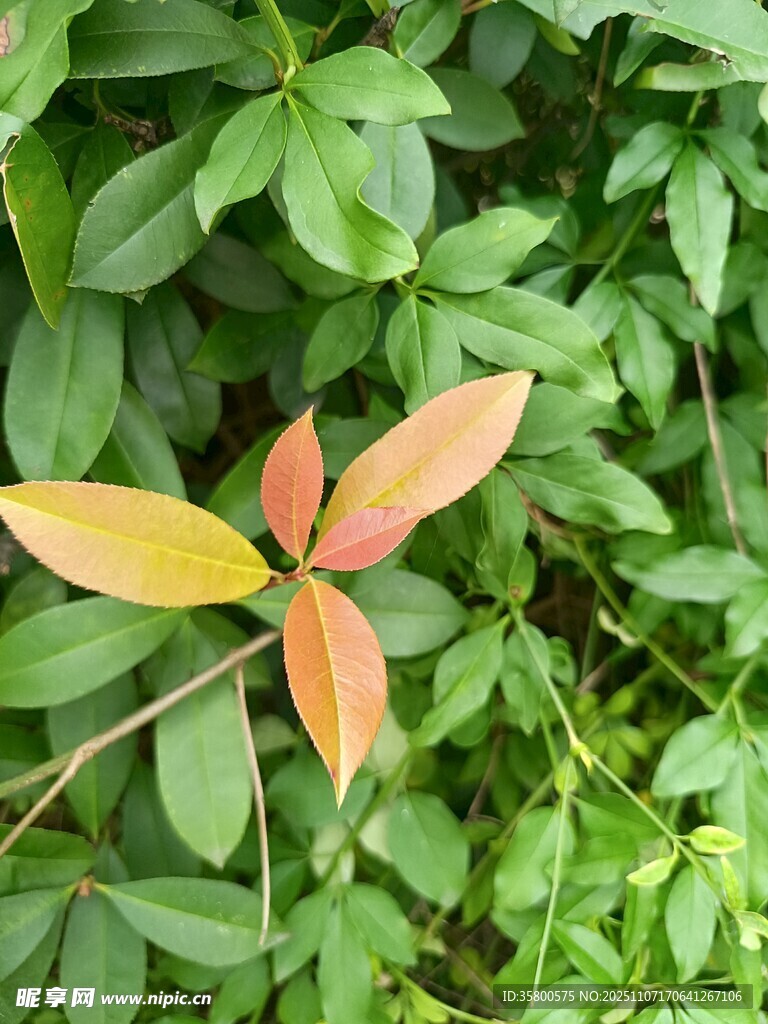 嫩绿丛中的多彩叶片