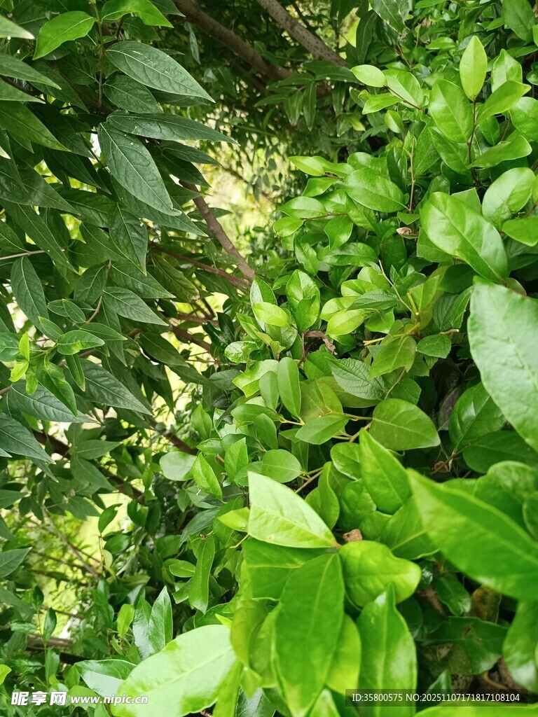 翠绿繁茂的植物景观