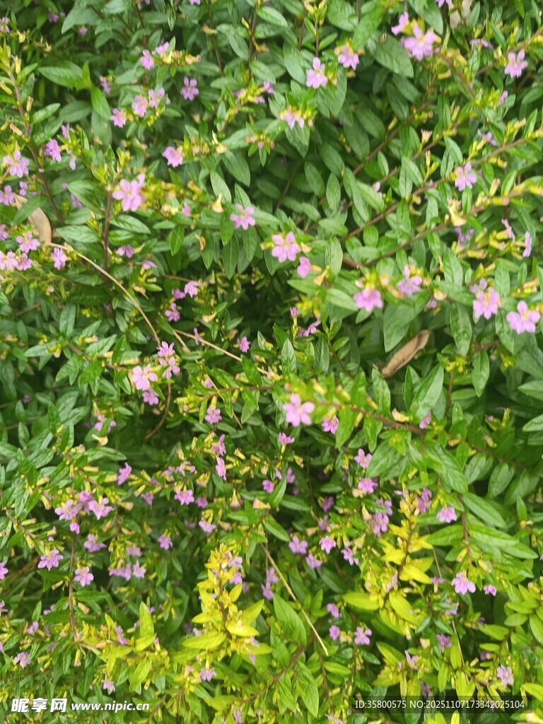 繁茂花丛中的粉色小花