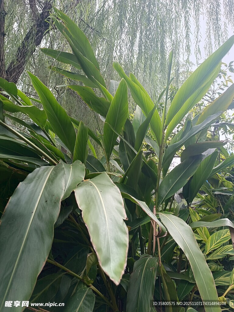 翠绿阔叶植物生机盎然