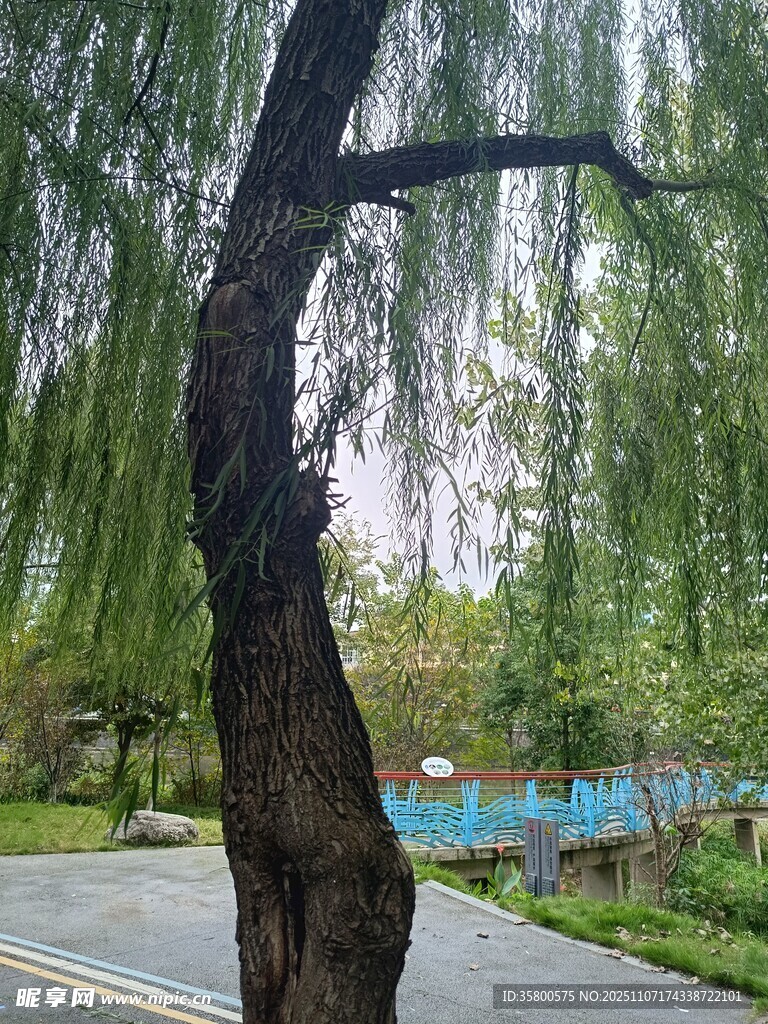 垂柳立于路旁绿意盎然