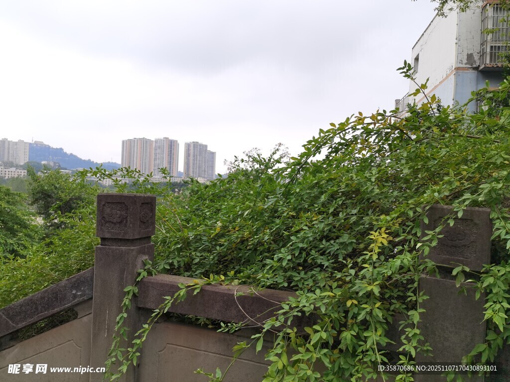 藤蔓缠绕的老旧围墙