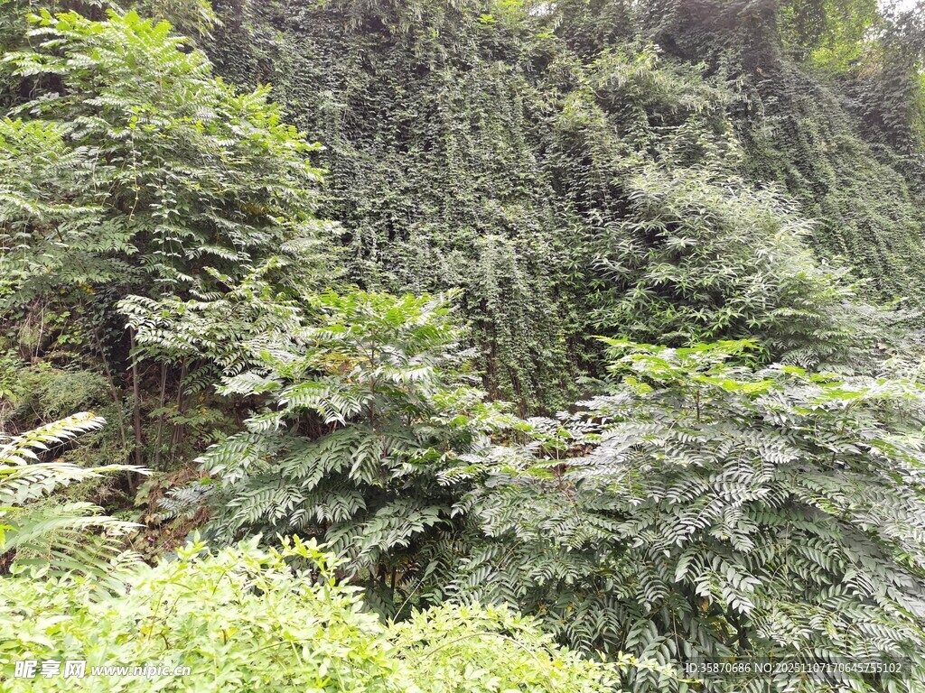 茂密山林中的繁茂绿植