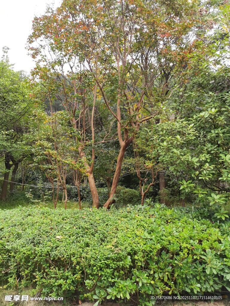 绿意盎然的树林景观