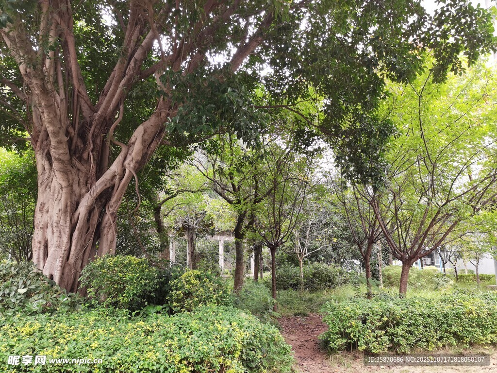 城市中的静谧绿荫小径