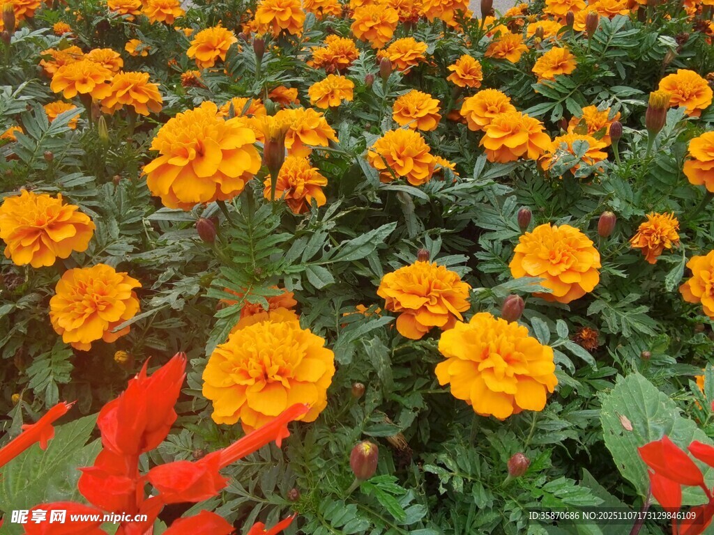 绚烂万寿菊绽放的美丽图景