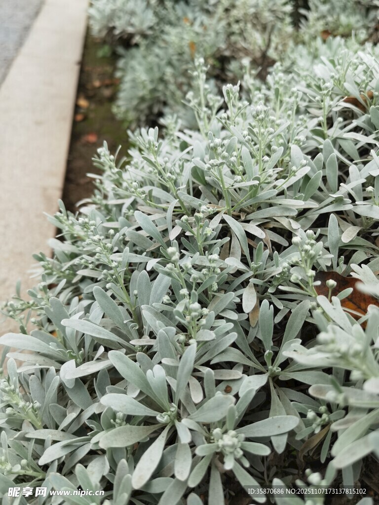 银叶植物特写