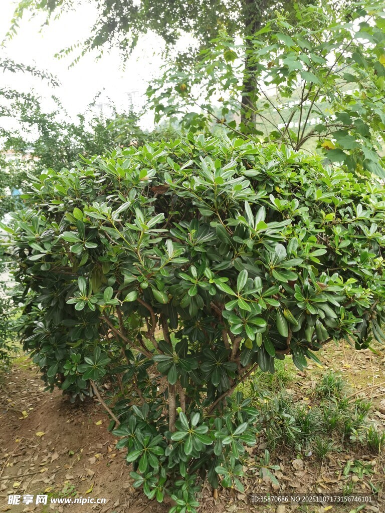 绿叶繁茂的灌木丛