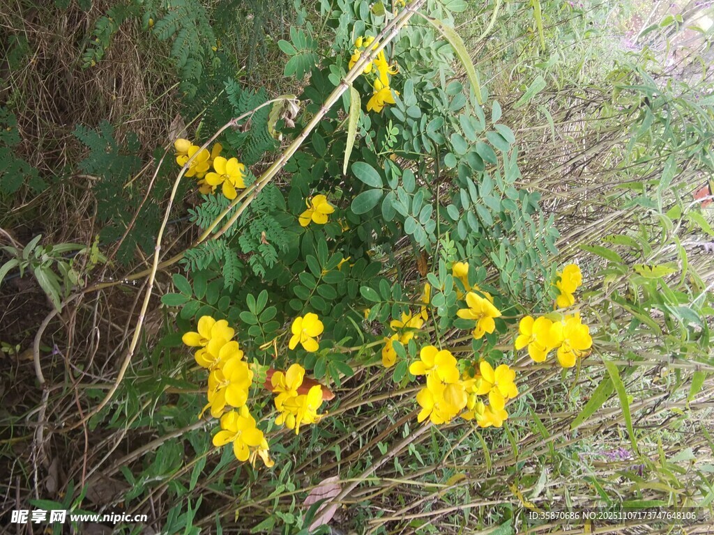 野外绽放的明黄色小花