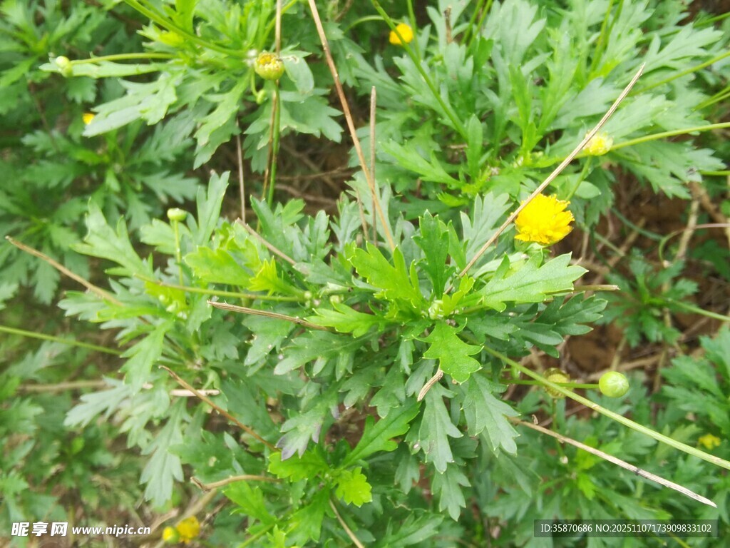 绿叶间的黄色小花