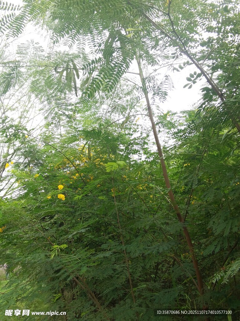 茂密树林中的繁茂枝叶