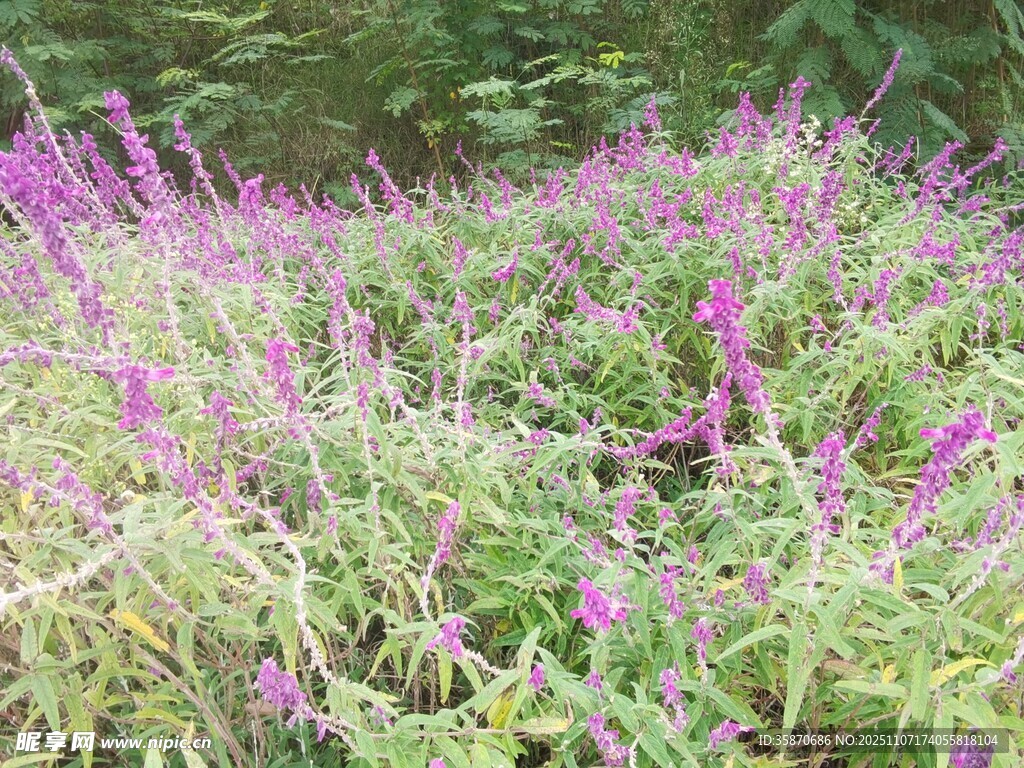 紫色花丛绿意间的美景