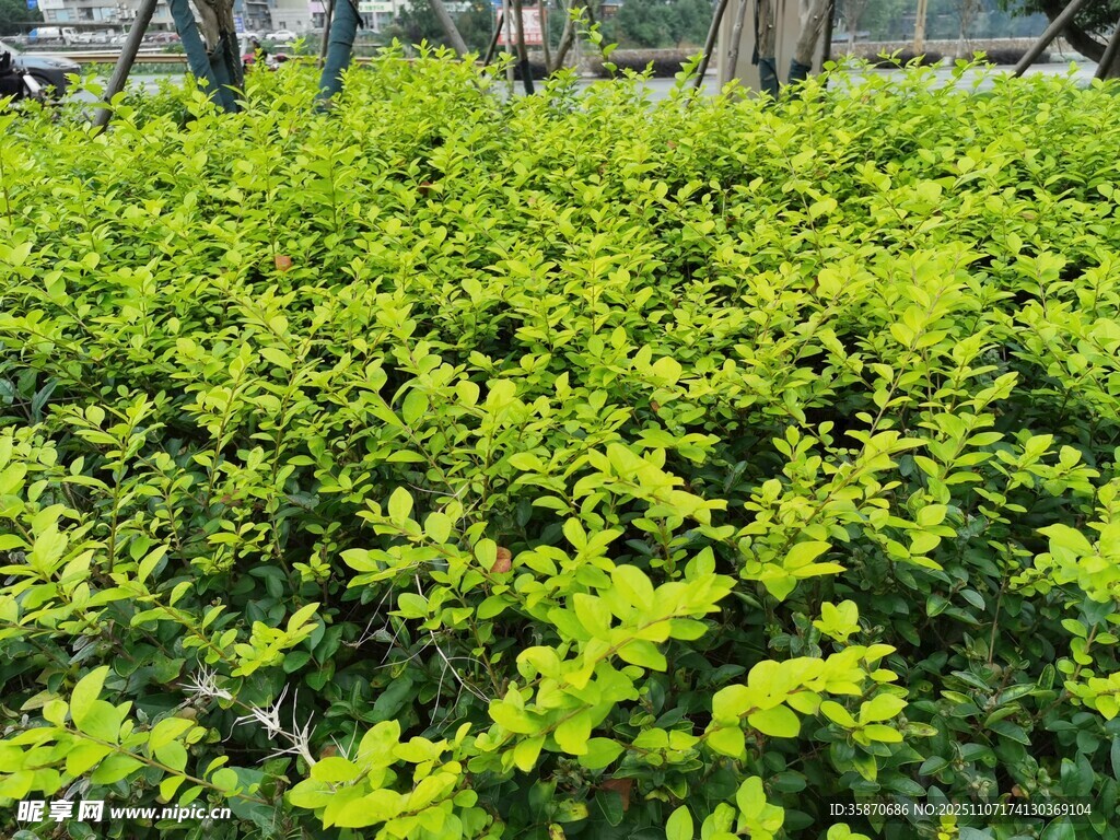 翠绿繁茂的灌木丛景观