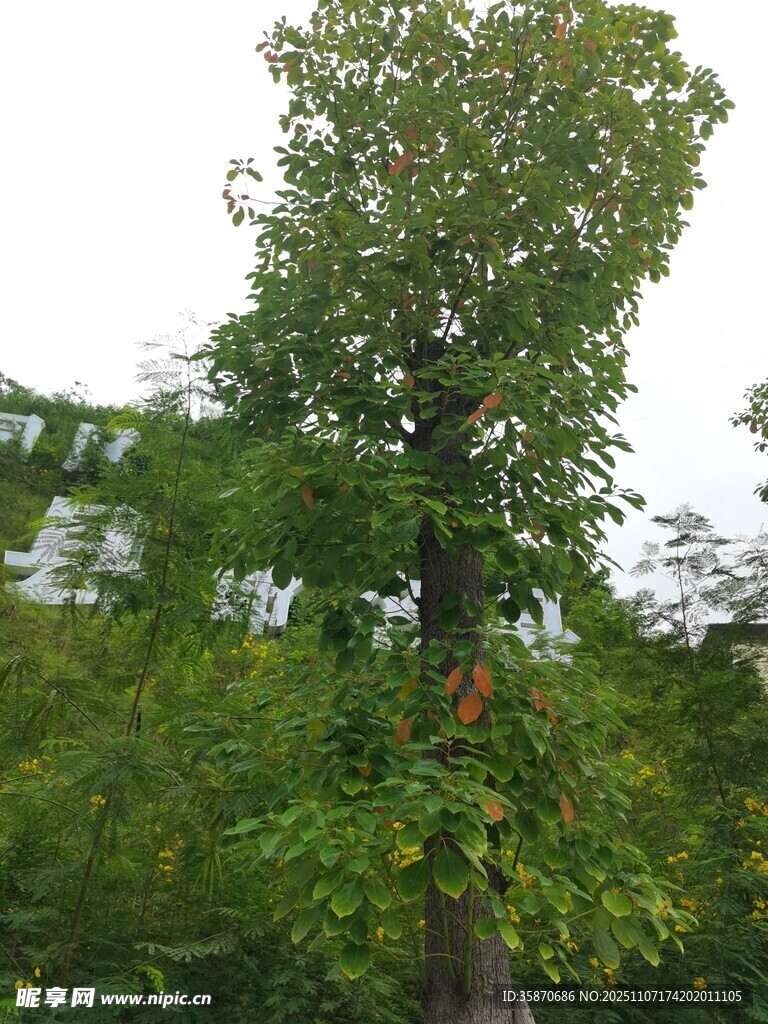 高大葱郁的绿树