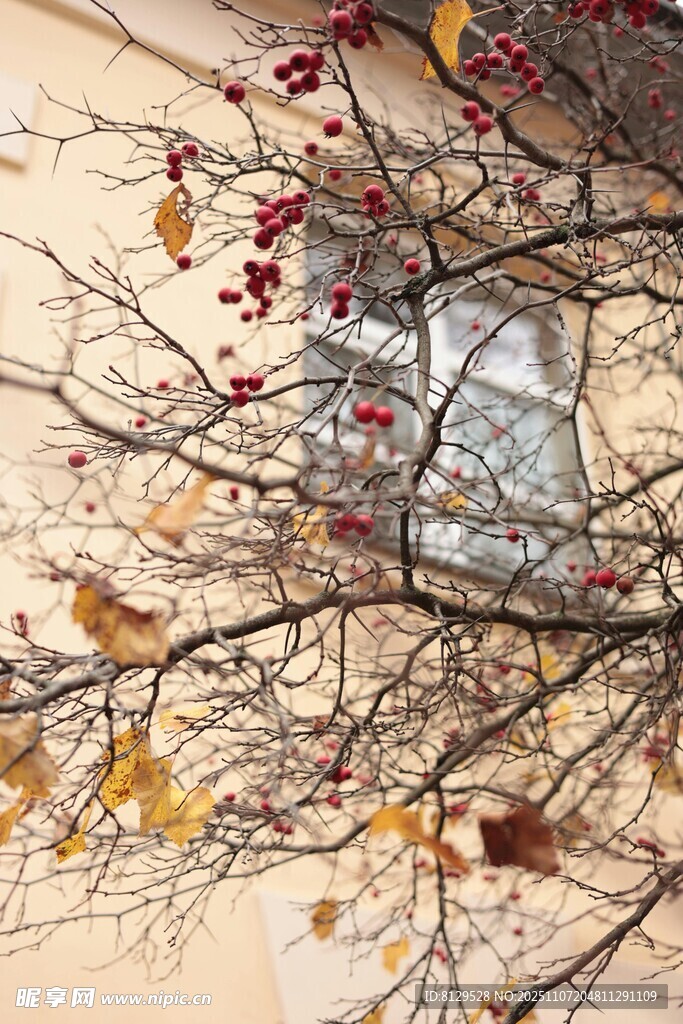 秋日窗边带果树枝景象