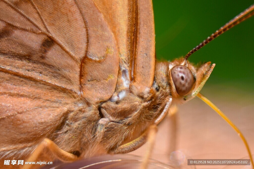 棕蝶头部细节