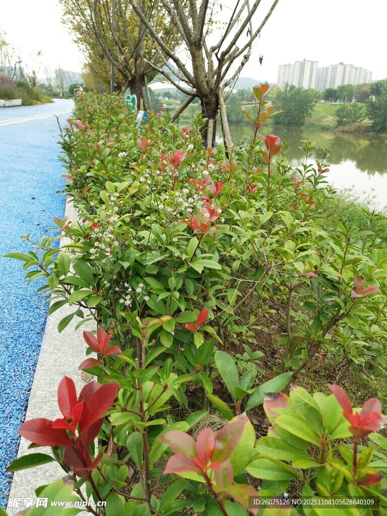 路边多彩绿植景观