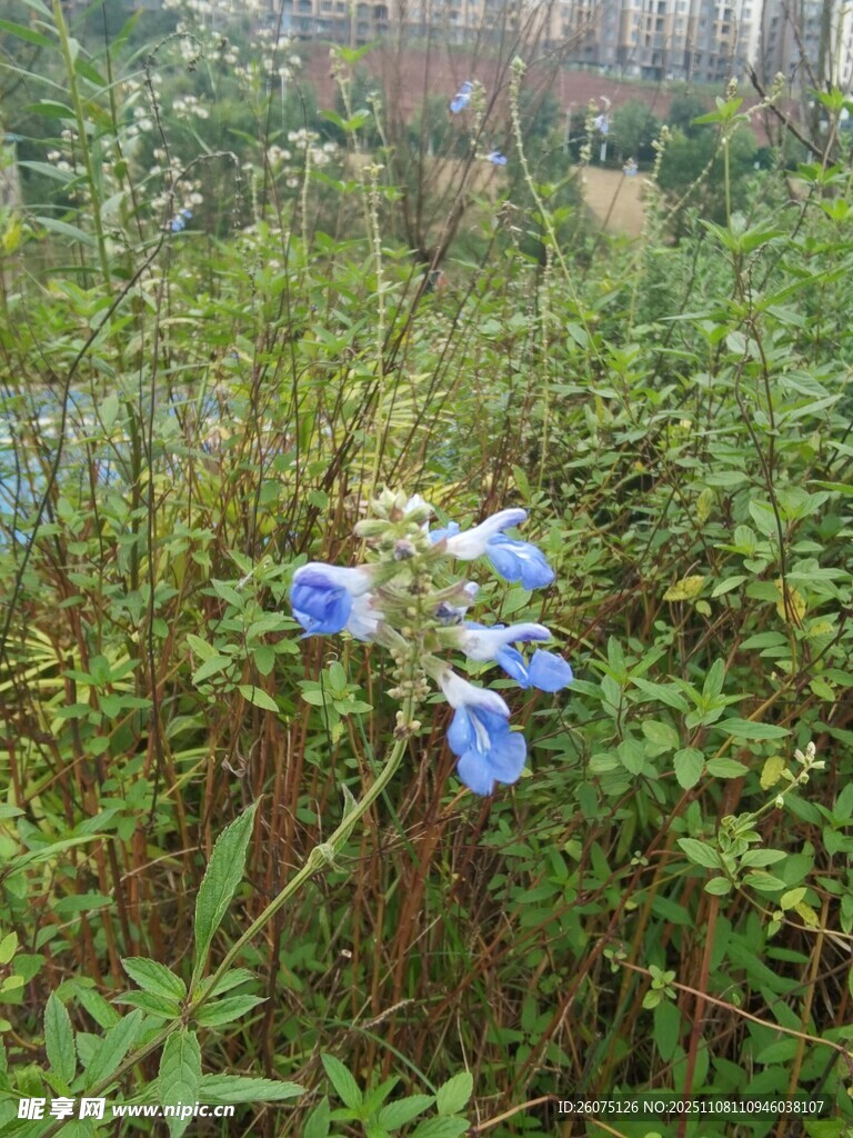 草丛中的蓝色美丽花朵