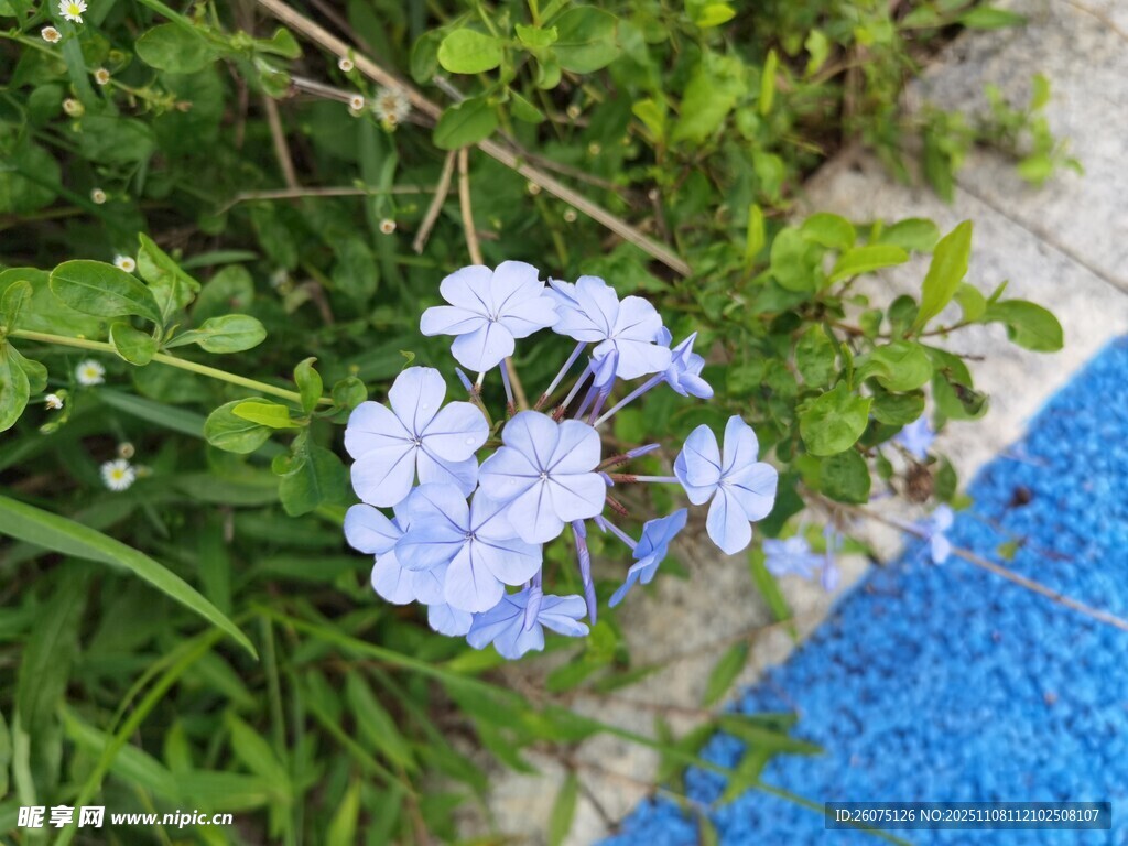 蓝花绽放于绿草之畔