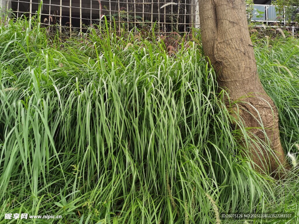 茂盛绿草旁的树干
