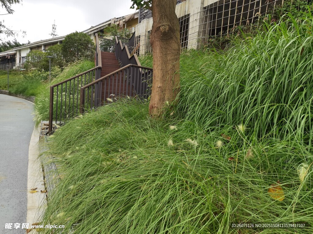 路边繁茂草丛与围栏景象