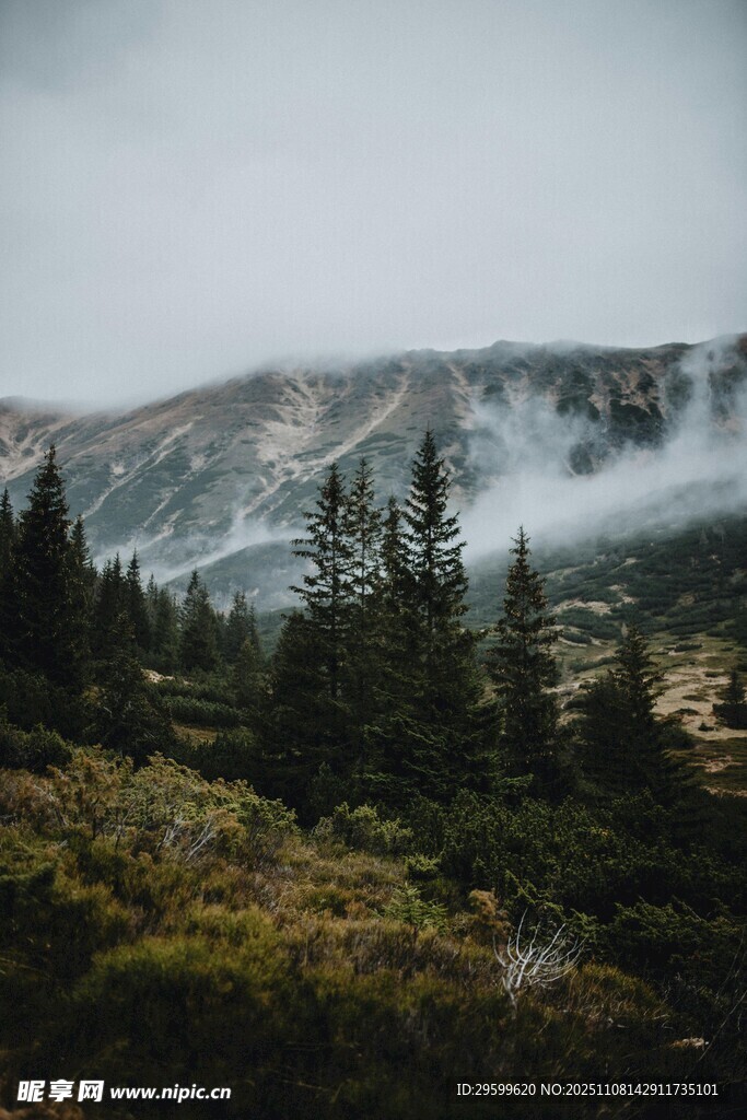山间云雾缭绕的森林美景