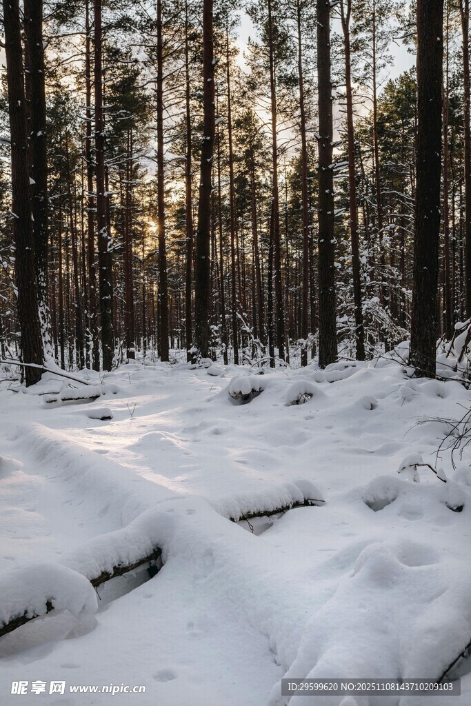 冬日雪覆森林静谧景象