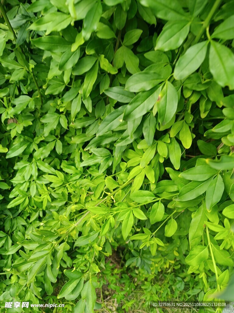 翠绿繁茂的植物景观