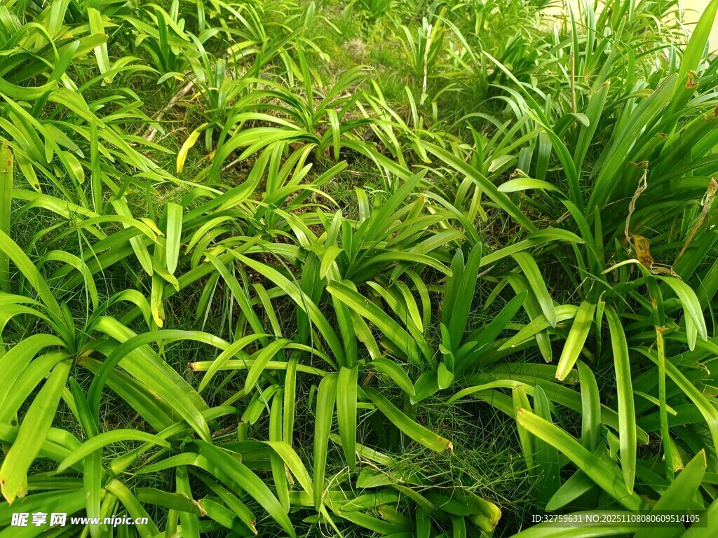 翠绿繁茂的丛生植物