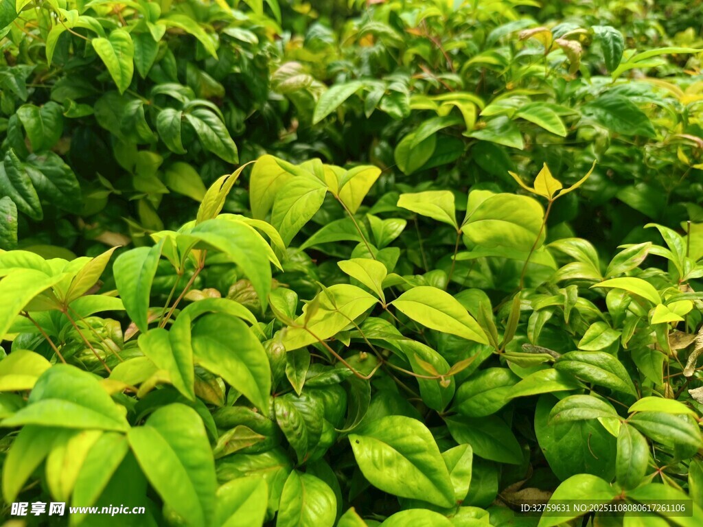 翠绿繁茂的植物景观