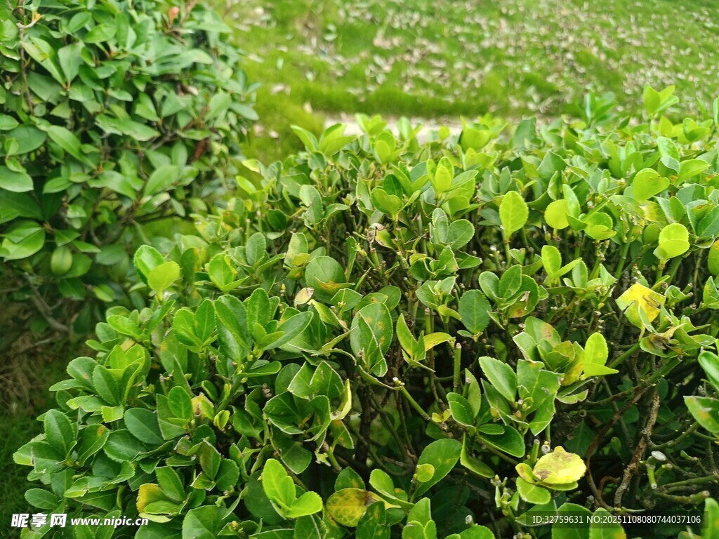 绿叶丛中的黄色小花