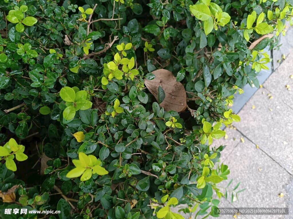 绿叶丛中的小生灵