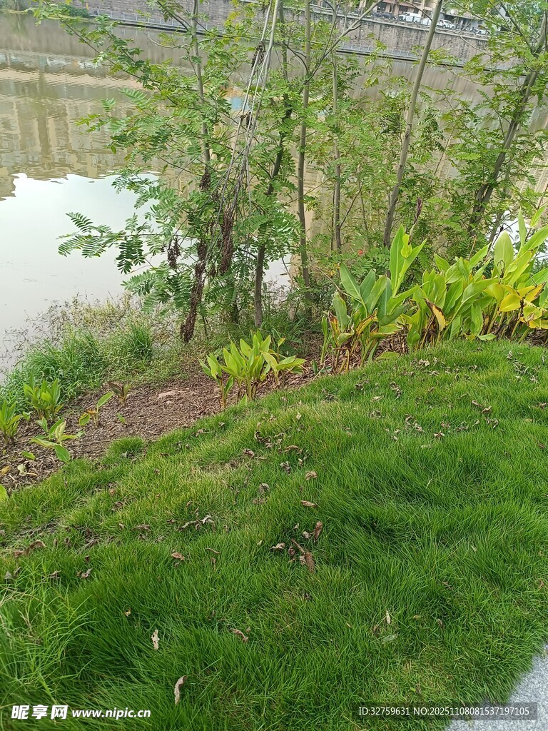 河畔绿植景观